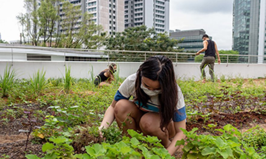 Environmental sustainability at Yale-NUS