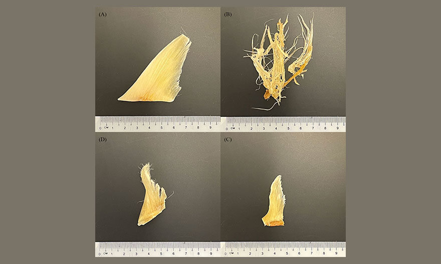 Yale-NUS students publish research in marine science journal